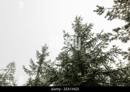 Sapins dans les montagnes en hiver Banque D'Images