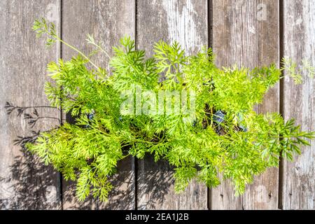 Vue depuis le dessus des plants de carottes corées rouges de Chantenay qui attendent d'être plantés. Banque D'Images