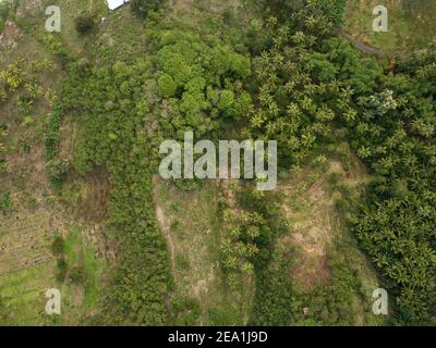 Vue aérienne de haut en bas par drone de la canopée dense et verdoyante de la jungle tropicale en Indonésie Banque D'Images