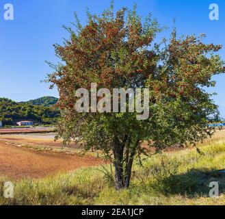 Vue sur l'arbre de l'aubépine commun plein de baies rouges Fruits dans le parc naturel de Strunjan en Slovénie Banque D'Images