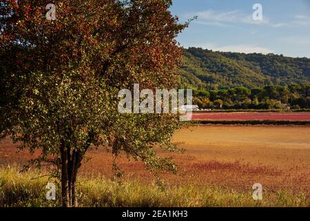 Vue sur l'aubépine commune pleine de fruits rouges Dans le parc naturel de Strunjan en Slovénie Banque D'Images