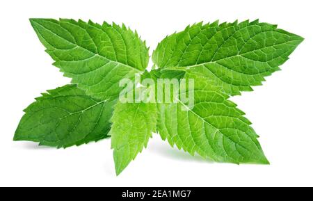 Les feuilles de menthe fraîches isolées sur fond blanc Banque D'Images