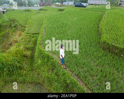 Vue aérienne par drone d'une personne debout dans une verdoyante rizière à Bali, Indonésie. Perspective descendante montrant les rangées de cultures de riz et les sentiers. Banque D'Images