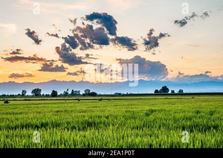 Entre les provinces de Vercelli et de Novara, plus de 90% de la production de riz italienne est cultivée. Carnaroli qualité est le plus utilisé par le meilleur Banque D'Images