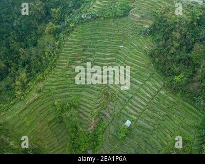 Vue aérienne de haut en bas par drone des rizières vertes luxuriantes en terrasses à Bali, Indonésie. Superbe paysage agricole en gradins vu d'en haut. Banque D'Images