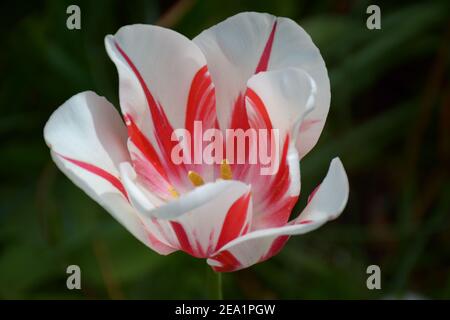 Un seul en pleine floraison aux jardins de Keukenhof, également connu sous le nom de jardin d'Europe. Un des plus grands jardins de fleurs de la municipalité de Lisse en t. Banque D'Images