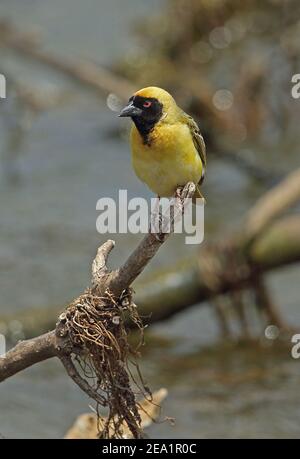 Weaver masqué du Sud (Ploceus velatus) adulte mâle perché sur la branche tombée de Johannesburg, Afrique du Sud Novembre Banque D'Images