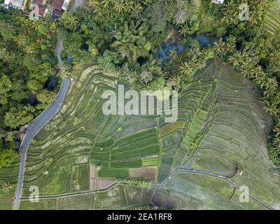 Fermier marchant dans les champs de riz tendant à sa récolte Banque D'Images