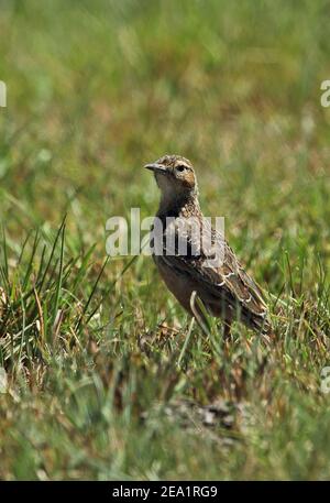 Lark à talon de pointe (Chersomanes albofasciata alitcola) adulte debout parmi l'herbe Wakkerstroom, Afrique du Sud Novembre Banque D'Images