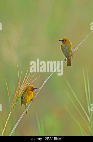 Weaver (Poceus ocularis ocularis) paire d'adultes perchée sur le roseau Sainte-Lucie, Afrique du Sud Novembre Banque D'Images