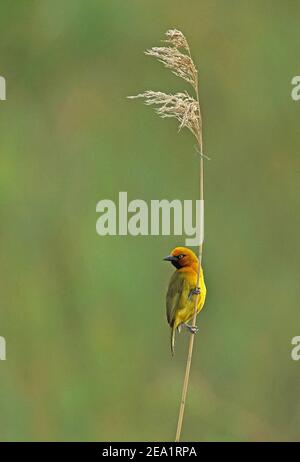 Weaver (Ploceus ocularis ocularis) adulte mâle accroché au roseau Sainte-Lucie, Afrique du Sud Novembre Banque D'Images