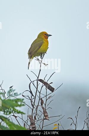 Weaver (Ploceus ocularis ocularis) adulte mâle perché sur le parc national de Twigg Kruger, Afrique du Sud Novembre Banque D'Images