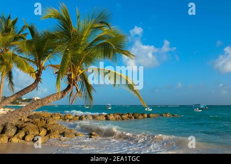 Plage de Worthing à la Barbade. Plage avec palmiers sur l'océan. Palmier au-dessus de l'océan Banque D'Images