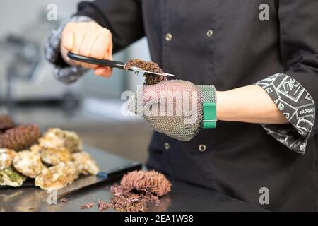 Le chef cuisinier coupe l'oursin de mer avec des ciseaux dans la cuisine du restaurant. Gros plan d'une main dans un gant en métal. Sur une table en métal se trouvent les fruits de mer, Oyster Banque D'Images