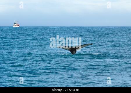 Saut de baleine en mer sur fond de bateau avec les touristes. Ville de Husavik en Islande Banque D'Images