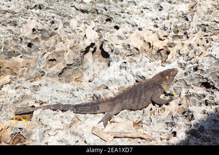 iguana sur des pierres sur l'île de Cayo largo dedans Cuba Banque D'Images