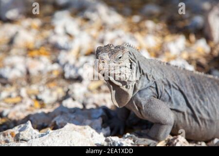 iguana gros plan sur des pierres sur l'île de Cayo largo À Cuba Banque D'Images