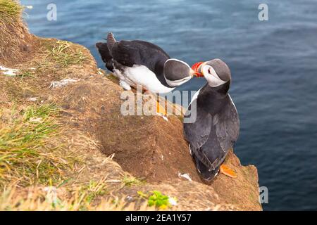 Deux oiseaux de macareux aiment s'embrasser contre la mer en Islande Banque D'Images