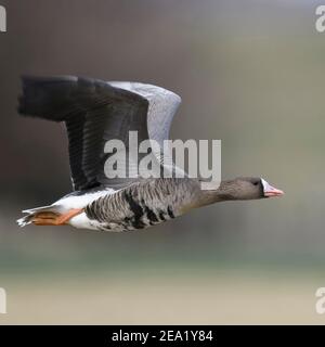 De l'Oie naine / Blaessgans ( Anser albifrons ), en vol rapide, a proximité, en milieu rural typique de leur territoire d'hiver environnant, vue latérale, wil Banque D'Images