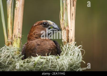 Weaver à bec épais, Amblyospiza albifrons, homme, en nid inachevé, réserve naturelle de Klipriviersberg, Mondeor, Johannesburg, Gauteng, Afrique du Sud Banque D'Images