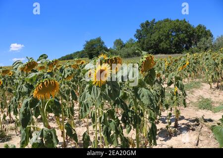 Un champ séché de tournesols en été en France une journée ensoleillée contre un ciel bleu Banque D'Images