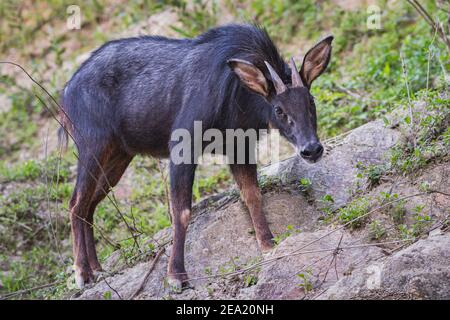 Serow continental, un mammifère de chèvre du genre Capricornis. Banque D'Images