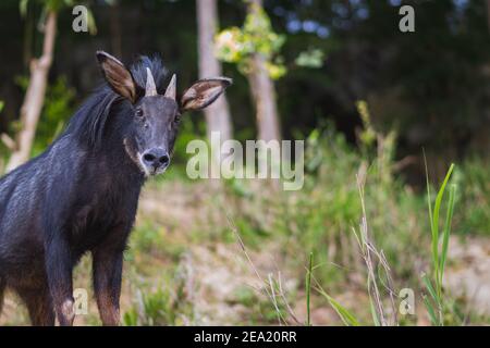 Serow continental, un mammifère de chèvre du genre Capricornis. Banque D'Images