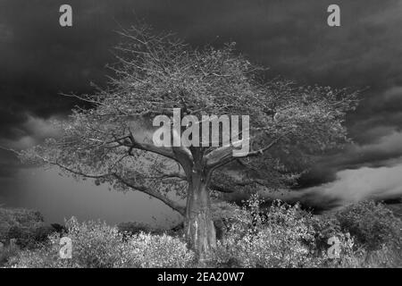 La saison des pluies les nuages de tempête se rassemblent derrière un grand arbre Baobab, soulignant le contour et la forme distinctifs de cet arbre primitif. Banque D'Images