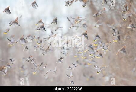 Waxwings de Bohême (Bombycilla garrulus) en vol pendant un hiver canadien Banque D'Images