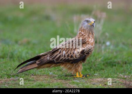 Cerf-volant (Milvus milvus), assis dans un pré, Extremadura, Espagne Banque D'Images