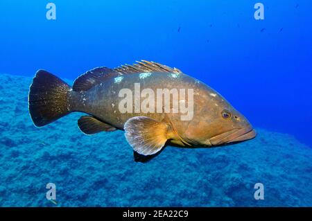 Tétras dusky (Epinephelus marginatus), méditerranéen Banque D'Images