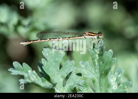 Femme, Damselfly d'hiver (Sympecma fusca), Charrat, Valais, Suisse Banque D'Images