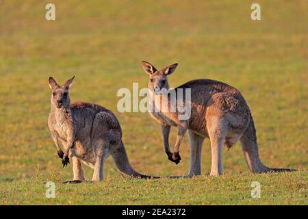 Kangourou gris de l'est (Macropus giganteus), adulte, paire, dans un pré, Maloney Beach, Nouvelle-Galles du Sud, Australie Banque D'Images