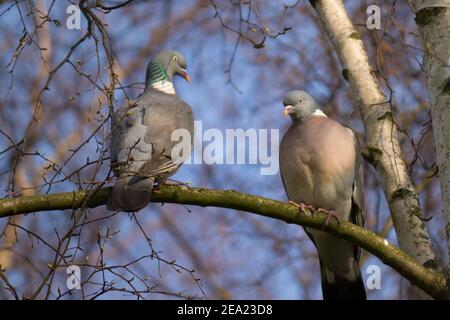 Couple de pigeons de bois (columba palumbus) assis sur une branche de bouleau au début du printemps Banque D'Images