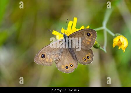 Grand mur brun papillon (Lasiommata maera) assis sur une fleur avec un arrière-plan vert flou Banque D'Images