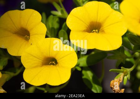 Fleurs jaune vif 'Million Bells' (Calibrachoa) avec un arrière-plan flou Banque D'Images