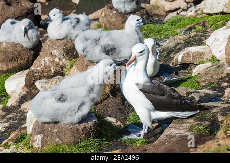 Colonie de mère d'albatros brun noir qui nourrit un poussin (Thalassarche melanophris), île de Saunders, Falklands, Amérique du Sud Banque D'Images