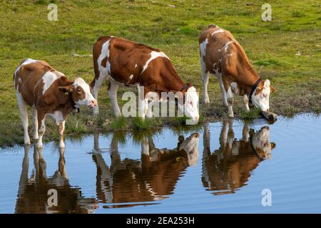 Vaches dans le pâturage alpin, bétail tyrolien Simmental, au lac Salfeins, Salfeins-Alm, Alpes de Stubai, Tyrol, Autriche Banque D'Images