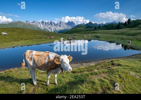 Vaches dans le pâturage alpin, bétail tyrolien Simmental, au lac Salfeins, Salfeins-Alm, Alpes de Stubai, Tyrol, Autriche Banque D'Images