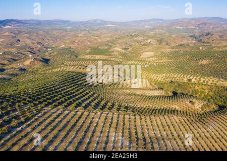 Oliviers cultivés (Olea europaea), vue aérienne, tir de drone, province de Cordoue, Andalousie, Espagne Banque D'Images