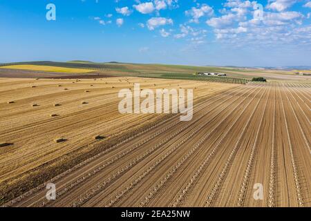 Balles de paille dans le champ de maïs après la récolte de blé et de jeunes oliviers cultivés (Olea europaea), vue aérienne, tir de drone, province de Cordoue Banque D'Images