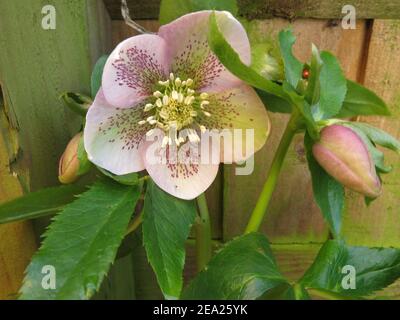 Gros plan de la fleur ouverte et du bourgeon d'un hellebore, ou Lenten Rose, en février; un jardin de chalet préféré dans un jardin anglais. Banque D'Images