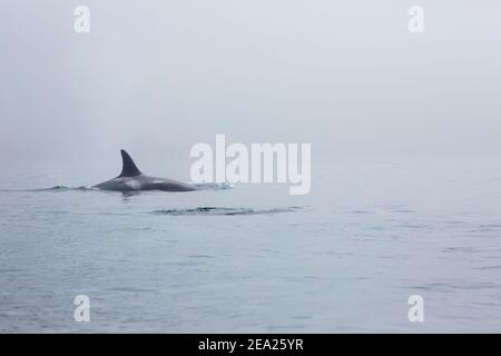 Groupe d'épaulards sauvages (Orcinus orca) dans le brouillard sur la mer.Nageoires au-dessus de l'eau Banque D'Images