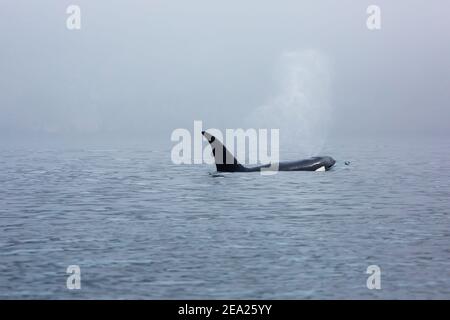 Groupe d'épaulards sauvages (Orcinus orca) dans le brouillard sur la mer.Nageoires au-dessus de l'eau Banque D'Images