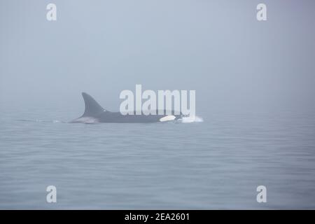 Groupe d'épaulards sauvages (Orcinus orca) dans le brouillard sur la mer.Nageoires au-dessus de l'eau Banque D'Images