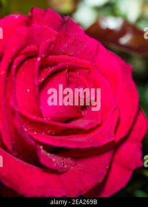 gros plan de la rose rouge avec des gouttelettes d'eau Banque D'Images