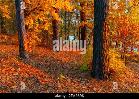 Warmia et Masuria, lac aux couleurs d'automne, érables d'automne, Pologne Banque D'Images