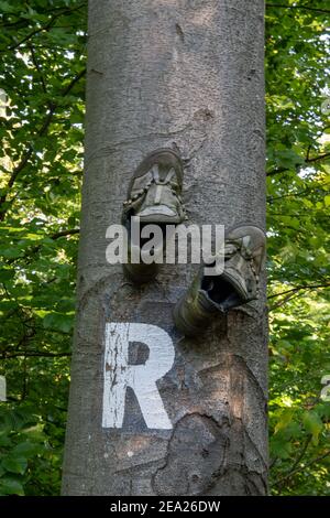 Marquage du chemin sur un tronc d'arbre avec un R pour le sentier de randonnée Rennsteig dans le parc naturel de la forêt de Thuringe. Banque D'Images