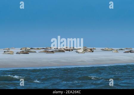 Phoques communs (Phoca vitulina) sur un banc de sable, mer du Nord, parc national de la mer des Wadden, Allemagne Banque D'Images