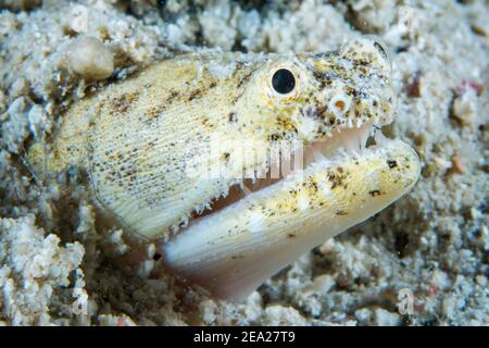 Anguille de serpent crocodile (Brachysomophis crocodilinus), Cebu, Philippines Banque D'Images